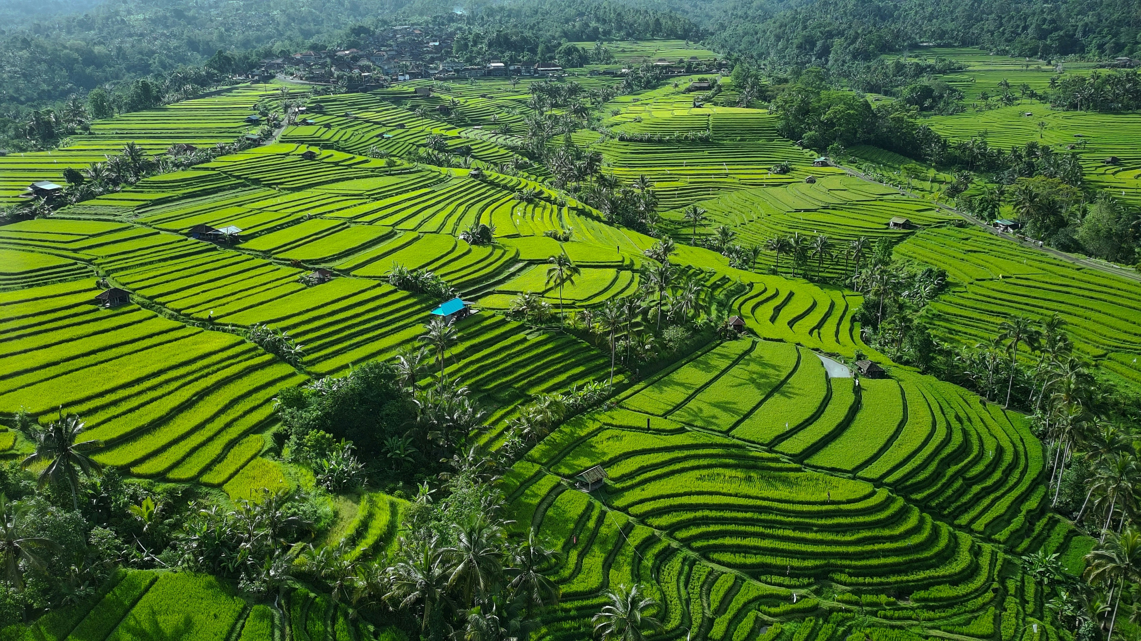 Bali Rice Terraces