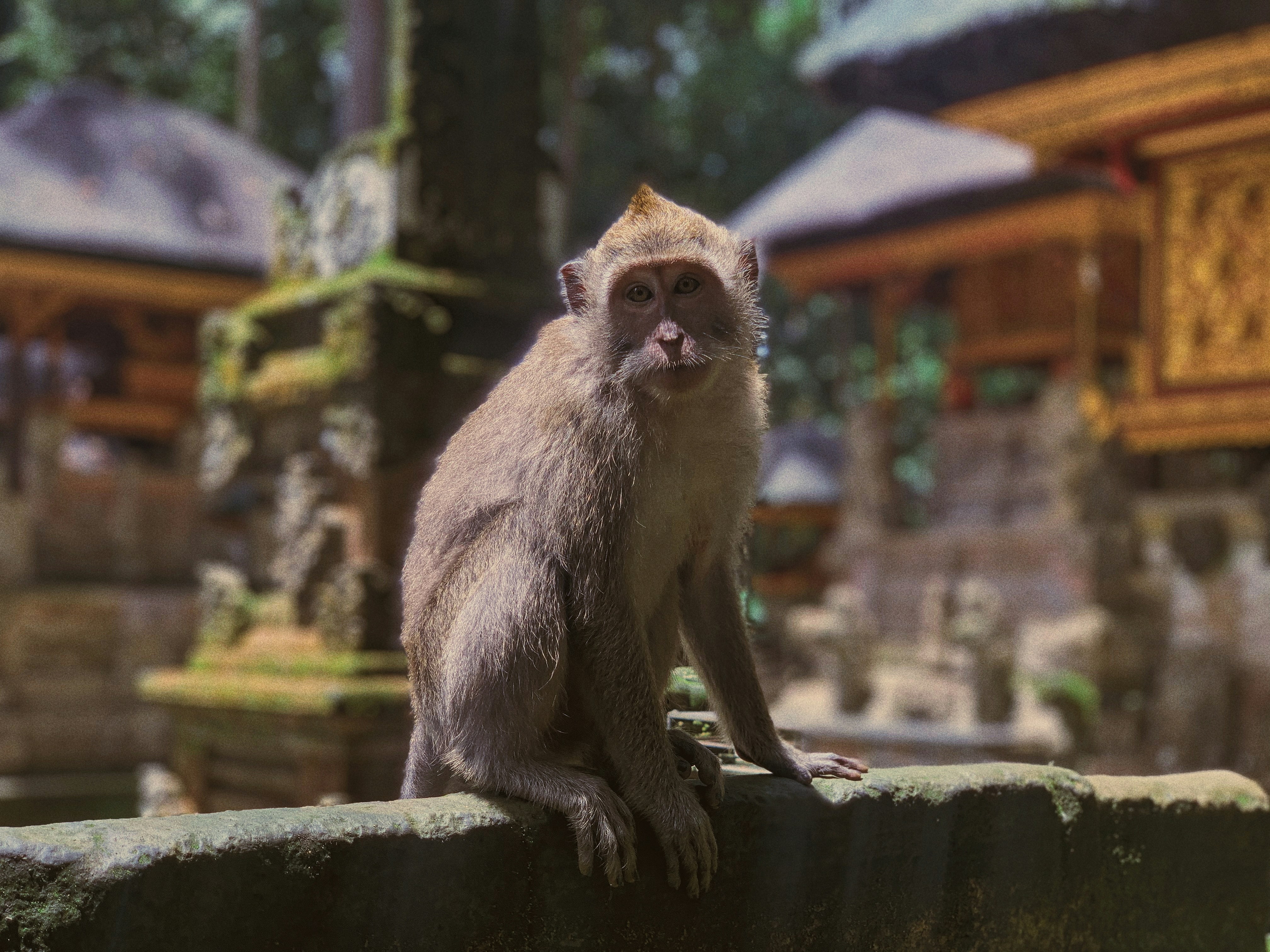 Bali Monkey Forests